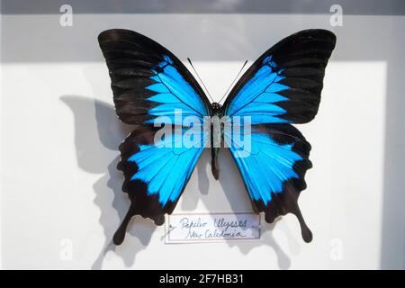 Papillon Papilio ulysses, empereur bleu ou blanc de montagne bleu, beau bleu vif parmi les ailes noires sombres montrant la partie supérieure en couleur naturelle Banque D'Images