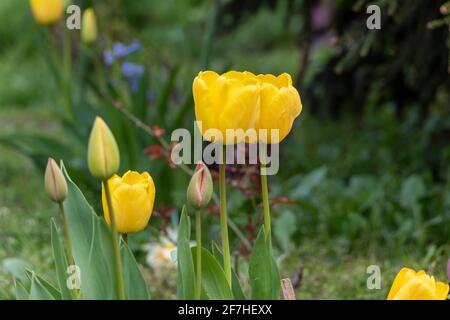 Tulipes jaunes dans le jardin avec fond flou. Banque D'Images