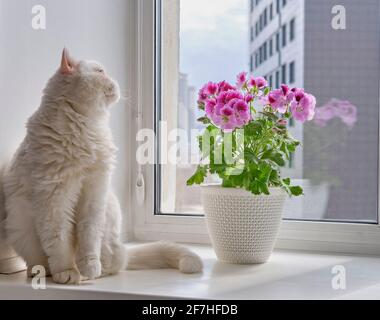 Plante de maison en fleur dans un pot Pelargonium regal et un chat blanc mignon sur un rebord de fenêtre dans un appartement de ville. Banque D'Images