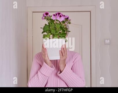 Une femme caucasienne âgée sans visage avec de courts cheveux gris dans un gilet rose tenant dans ses mains une plante en pot pelargonium régal. Mise au point sélective sur le Banque D'Images