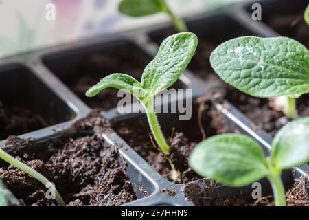 Gros plan des premières feuilles de semis de courgettes en pots sur un seuil de fenêtre avec un arrière-plan flou et une mise au point sélective Banque D'Images