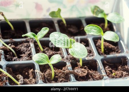 Gros plan des premières feuilles de semis de courgettes en pots sur un seuil de fenêtre avec un arrière-plan flou et une mise au point sélective Banque D'Images