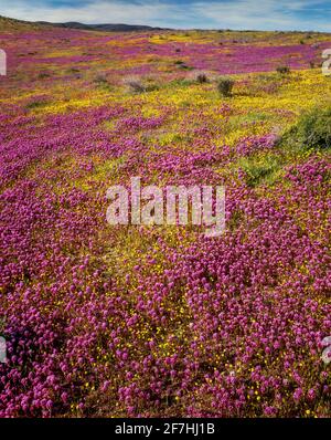 Owls Clover, Poppies, Goldfields, Antelope Valley California Poppy Reserve, Los Angeles County, Californie Banque D'Images