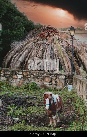 Paysage étrange avec un poney et un coucher de soleil sombre dedans l'arrière-plan Banque D'Images