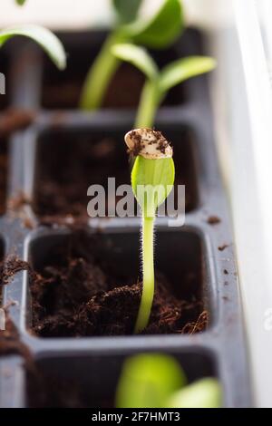 Gros plan des premières feuilles de semis de courgettes en pots sur un seuil de fenêtre avec un arrière-plan flou et une mise au point sélective Banque D'Images