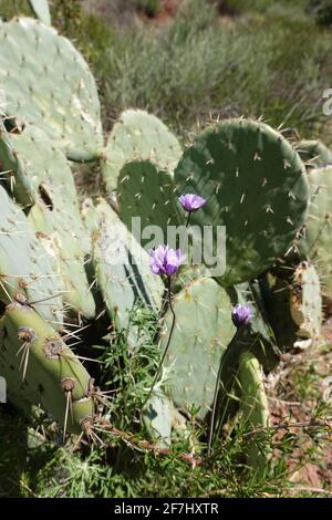 Poire en forme de pickly côtière (Opuntia littoraux) vue ici dans le comté d'Orange, Californie ; États-Unis Banque D'Images
