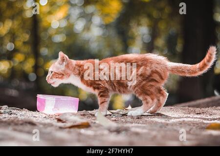 beau chaton boire du lait Banque D'Images