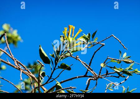 Nicotiana glauca communément connu sous le nom de tabac d'arbre ou de tabac indien croissant dans les collines du sud de la Californie, États-Unis c'est un arbuste toxique Banque D'Images