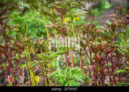 Jeune plante de pivoine dans le jardin. Mise au point sélective. Banque D'Images