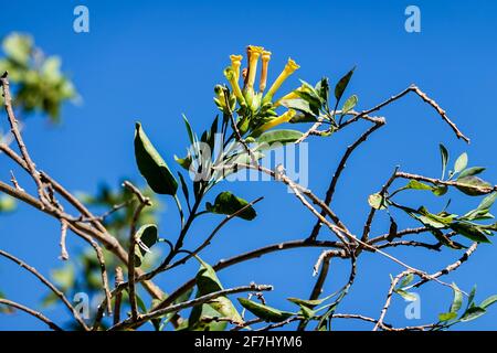 Nicotiana glauca communément connu sous le nom de tabac d'arbre ou de tabac indien croissant dans les collines du sud de la Californie, États-Unis c'est un arbuste toxique Banque D'Images