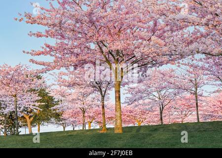 Cerisiers en fleurs, Garry point Park, Steveston, Richmond, Colombie-Britannique, Canada Banque D'Images