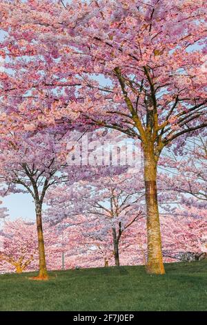 Cerisiers en fleurs, Garry point Park, Steveston, Richmond, Colombie-Britannique, Canada Banque D'Images