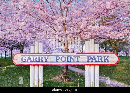 Cerisiers en fleurs, Garry point Park, Steveston, Richmond, Colombie-Britannique, Canada Banque D'Images