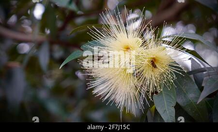 Les jambos de Syzygium fleurissent sur des brunches avec des feuilles vertes. Banque D'Images