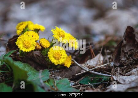 Coltsfoot - Tussilago farfara - fleurs jaunes dans la forêt printanière Banque D'Images