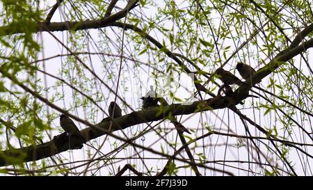 Bruant debout sur des branches de saule. Banque D'Images