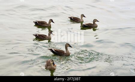 Groupe de canards nageant et jouant dans le lac au printemps. Banque D'Images