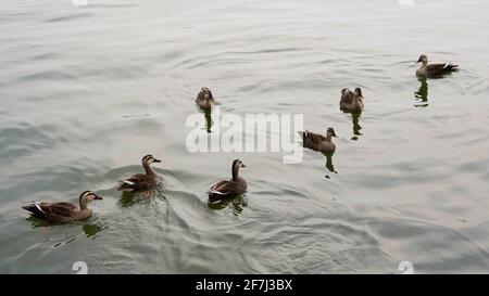 Groupe de canards nageant et jouant dans le lac au printemps. Banque D'Images