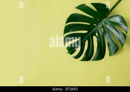 Pose à plat avec feuille de palmier vert Monstera sur fond vert clair. Concept de saison de plage, concept d'environnement écologique. Climat tropical, croissance de la plante d'origine. Bonjour Banque D'Images