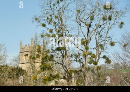 GUI dans un arbre au début du printemps. Overbury, Cotswolds, Worcestershire, Angleterre Banque D'Images