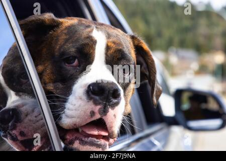 Adorable chien calecon feminin avec vue sur la fenetre de la voiture Photo Stock Alamy