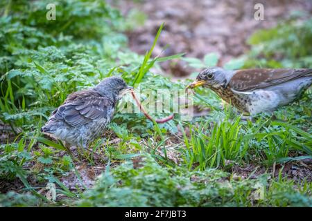 Le champ de muguet, Turdus pylaris, alimente la poussette avec des vers de terre sur le sol. Un poussin adulte a quitté le nid, mais ses parents continuent de s'occuper Banque D'Images