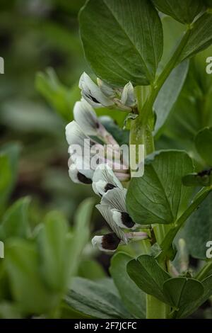 Fleurs de fèves 'Aqualance' au début du printemps dans le potager Banque D'Images