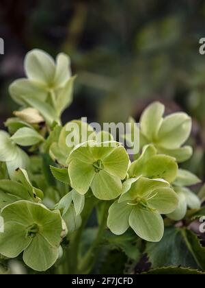 Helleborus argutifolius, hellébore laqué, en fleur avec un fond de feuilles au printemps Banque D'Images