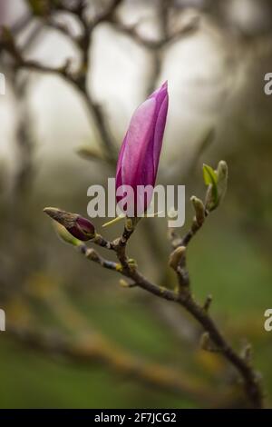 Partiellement ouvrir la fleur pourpre sur l'arbre Magnolia × Soulangeana Printemps au Royaume-Uni Banque D'Images