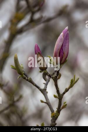 Bourgeons à différents stades de développement sur Magnolia × soulangeana arbre au printemps Banque D'Images