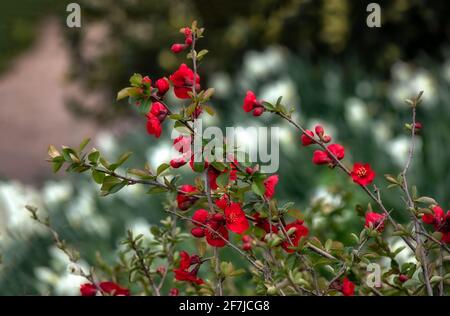 Fleurs de coing japonais, Chaenomeles × superba 'Nicoline', au printemps au Royaume-Uni Banque D'Images