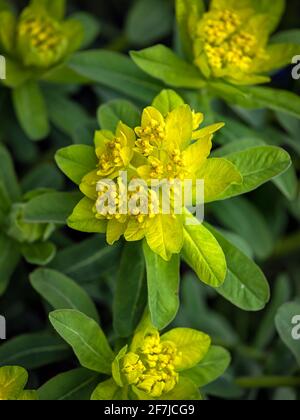 Gros plan des têtes de fleurs de l'Euphorbia epithymoides 'Major', au printemps sur fond vert Banque D'Images