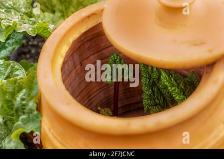 Pot de forçage en terre cuite Rhubarb avec le couvercle ouvert pour montrer une plante de rhubarbe à l'intérieur Banque D'Images