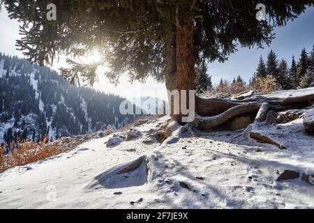 Magnifique paysage de la montagne sommet avec la neige encadrée avec le tronc d'épicéa à Almaty, Kazakhstan. Concept de randonnée et de plein air Banque D'Images