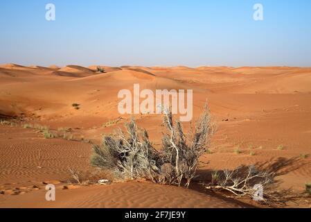 Autour de Nazwa et du désert de roche rose, observation du sable et de la plante dans le désert, sharjah, Émirats arabes Unis Banque D'Images