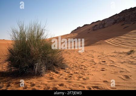 Autour de Nazwa et du désert de roche rose, observation du sable et de la plante dans le désert, sharjah, Émirats arabes Unis Banque D'Images