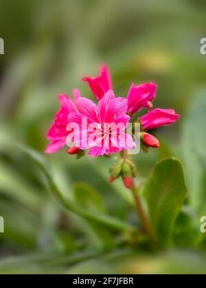 Lewisia cotyledon 'Safira Red' en fleur au printemps Banque D'Images