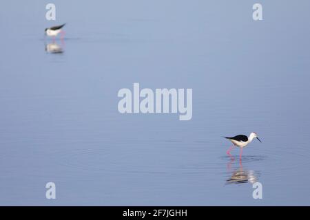 Deux (2) stilts à ailes noires opposées (Himantopus himantopus) réfléchi sur l'eau d'un lac peu profond Banque D'Images