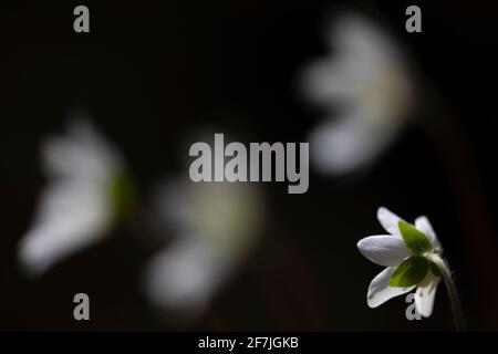 Hepatica, liverwort, kidneywort ou pennywort communs. Anemone hepatica (syn. Hepatica nobilis). Pyrénées, El Ripollès, Gérone, Catalogne, Espagne. Banque D'Images