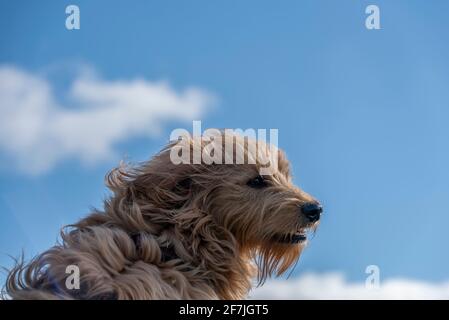 Hundisburg, Allemagne. 02 avril 2021. Un vent fort souffle dans le visage d'un mini Goldendoodle. Credit: Stephan Schulz/dpa-Zentralbild/ZB/dpa/Alay Live News Banque D'Images