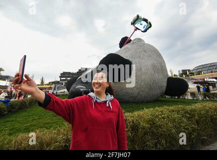 (210408) -- CHENGDU, le 8 avril 2021 (Xinhua) -- UN touriste pose pour un selfie avec la sculpture de 'Selfie Panda' sur la place Yangtianwo à Dujiangyan, dans le sud-ouest de la province du Sichuan en Chine, le 7 avril 2021. Création de l'artiste néerlandais Florentijn Hofman, la sculpture a une dimension de 26,5 m sur 11 m sur 12 m, avec un panda géant à prise de selfie couché sur le dos. Pesant 130 tonnes, le travail prend forme à l'aide de trois millions de tiges en acier inoxydable peintes en laque. « Seelfie Panda » s'inspire d'un véritable panda géant qui s'est égaré dans le centre-ville de Dujiangyan en 2005. Il est rapidement devenu un photogène populaire Banque D'Images