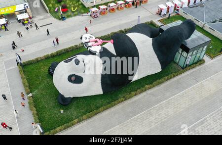 (210408) -- CHENGDU, le 8 avril 2021 (Xinhua) -- photo aérienne prise le 7 avril 2021 montre la sculpture de 'Sefie Panda' exposée sur la place Yangtianwo à Dujiangyan, dans le sud-ouest de la Chine, dans la province du Sichuan. Création de l'artiste néerlandais Florentijn Hofman, la sculpture a une dimension de 26,5 m sur 11 m sur 12 m, avec un panda géant à prise de selfie couché sur le dos. Pesant 130 tonnes, le travail prend forme à l'aide de trois millions de tiges en acier inoxydable peintes en laque. « Seelfie Panda » s'inspire d'un véritable panda géant qui s'est égaré dans le centre-ville de Dujiangyan en 2005. Elle est rapidement devenue une photo populaire Banque D'Images