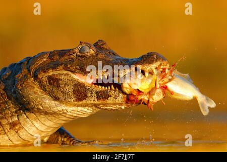 Yacaare Caiman, crocodile avec poisson dans le museau ouvert avec de grandes dents, Pantanal, Brésil. Portrait détaillé du reptile danger. Caiman avec piranha. Croco Banque D'Images