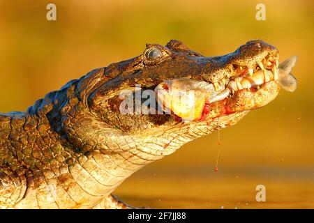 Yacaare Caiman, crocodile avec poisson dans le museau ouvert avec de grandes dents, Pantanal, Brésil. Portrait détaillé du reptile danger. Caiman avec piranha. Croco Banque D'Images