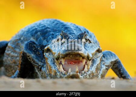 Yacaare Caiman, crocodile avec poisson dans le museau ouvert avec de grandes dents, Pantanal, Brésil. Portrait détaillé du reptile danger. Caiman avec piranha. Croco Banque D'Images