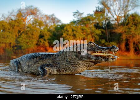 Le crocodile capture le poisson dans l'eau de la rivière, lumière du soir. Yacare Caiman, crocodile avec piranha en museau ouvert avec de grandes dents, Pantanal, Bolivie. Détail avec Banque D'Images