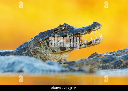 Yacaare Caiman, crocodile avec poisson dans le museau ouvert avec de grandes dents, Pantanal, Brésil. Portrait détaillé du reptile danger. Caiman avec piranha. Croco Banque D'Images