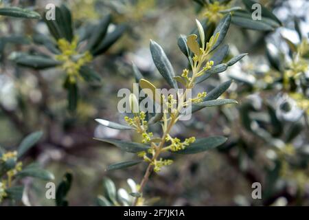 Branche d'olivier, jeunes bourgeons frais, printemps. Fleurs de plantes sauvages vertes, flore méditerranéenne, nourriture saine, symbole de paix, vue rapprochée de la branche, su Banque D'Images