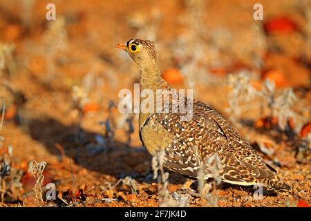 Spurfowl, francolin d'oeil jaune trouvé dans le delta d'Okavango, Botswana. Oiseau dans l'herbe, dans l'habitat naturel. Banque D'Images