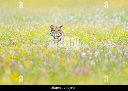 Tigre aux fleurs roses et jaunes. Tigre d'Amour assis dans l'herbe. Prairie fleurie avec animal dangereux. Faune russe. Banque D'Images